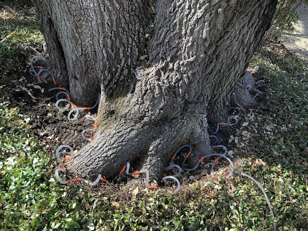 Detailed Tree Cabling and Bracing job site in Evangeline